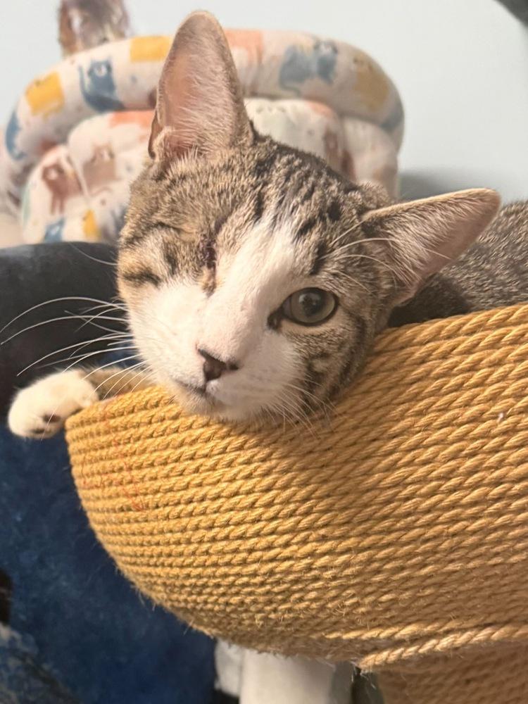 Victor, a Adoptable Domestic Short Hair in Milltown, NJ image 2/3