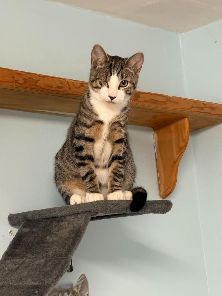 Victor, a Adoptable Domestic Short Hair in Milltown, NJ image 3/3