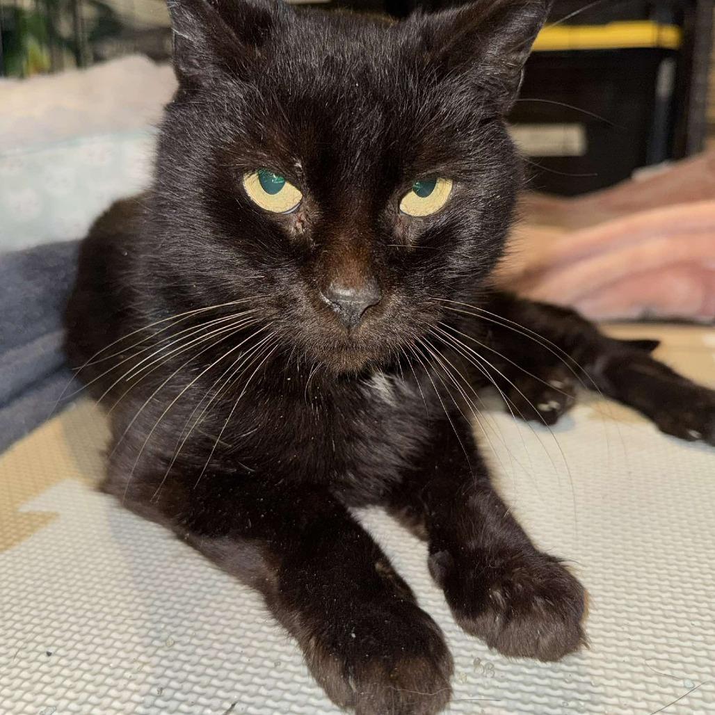 Gracie, Adoptable, Senior Female Domestic Short Hair.