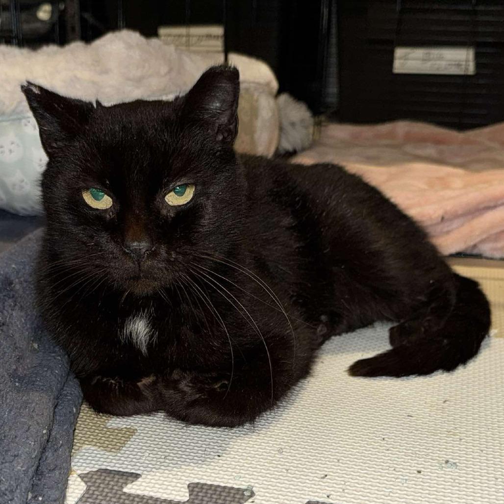 Enlarge Gracie, a Adoptable Domestic Short Hair in Manheim, PA image 2/6