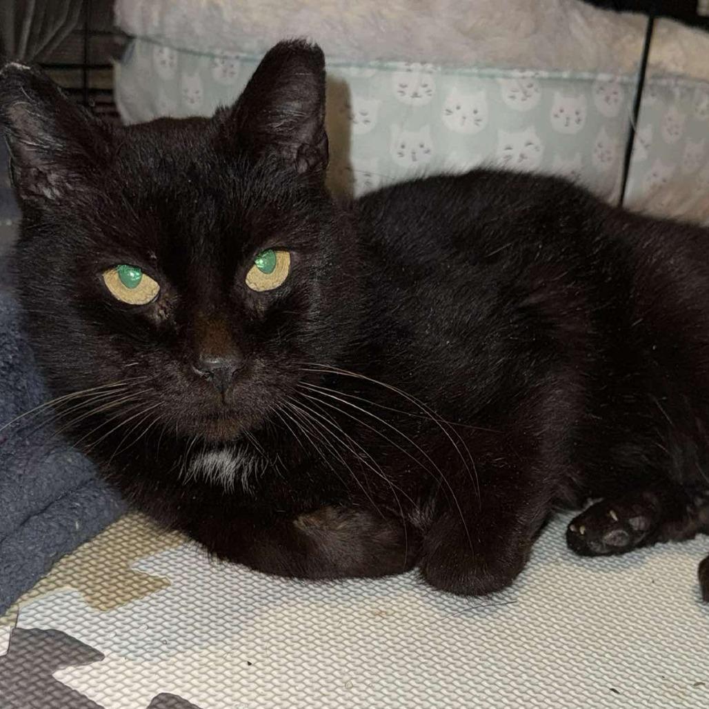 Enlarge Gracie, a Adoptable Domestic Short Hair in Manheim, PA image 3/6