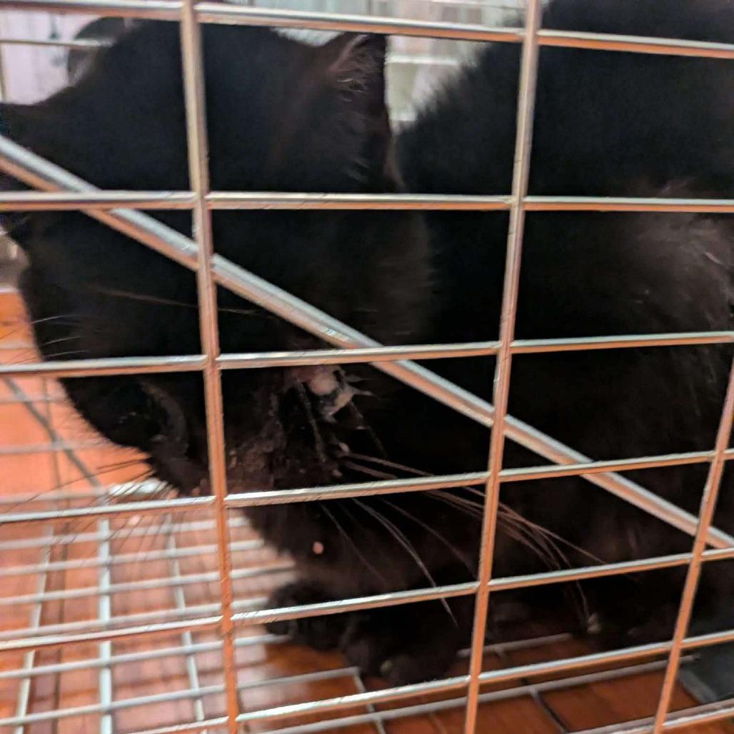 Enlarge Gracie, a Adoptable Domestic Short Hair in Manheim, PA image 5/6