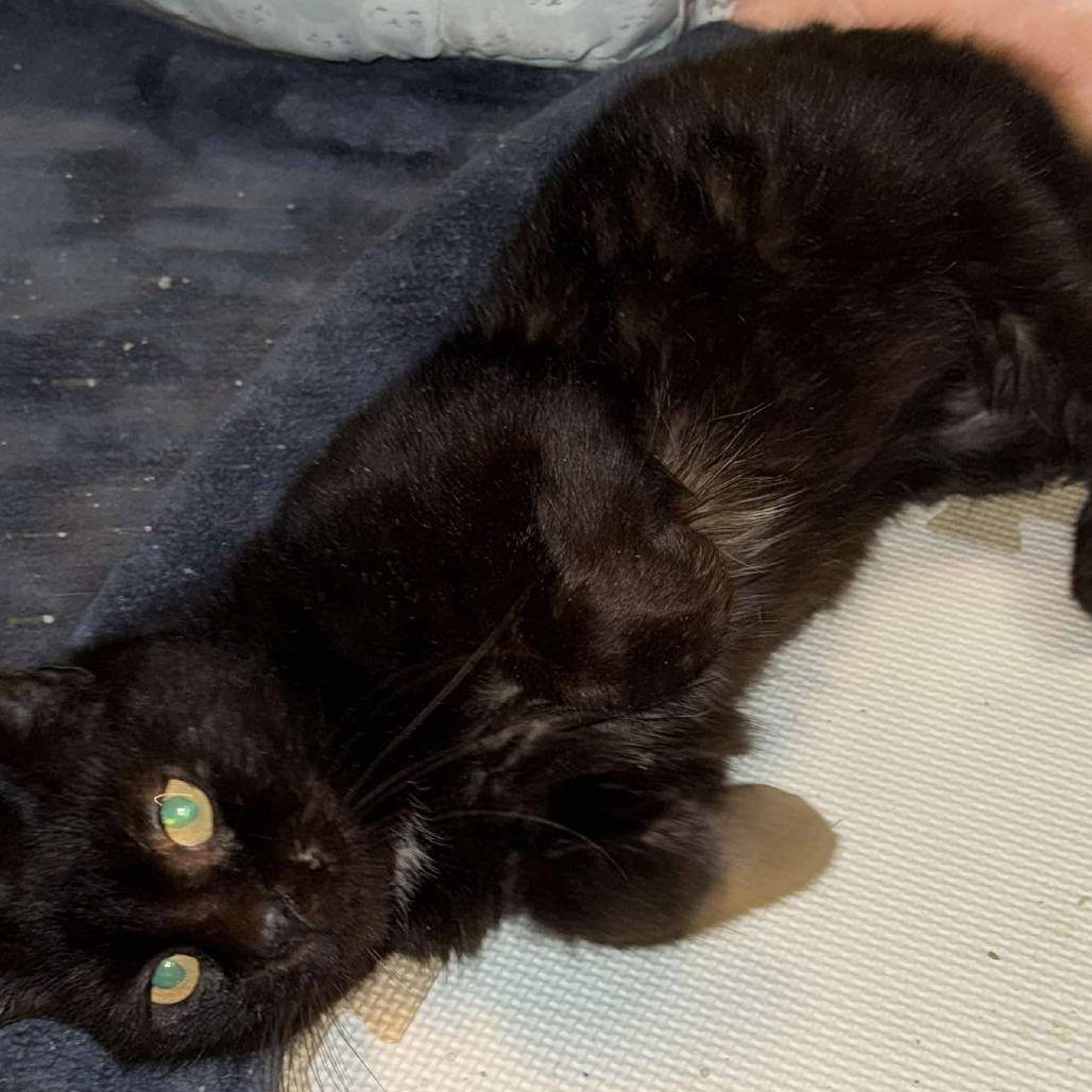 Enlarge Gracie, a Adoptable Domestic Short Hair in Manheim, PA image 6/6