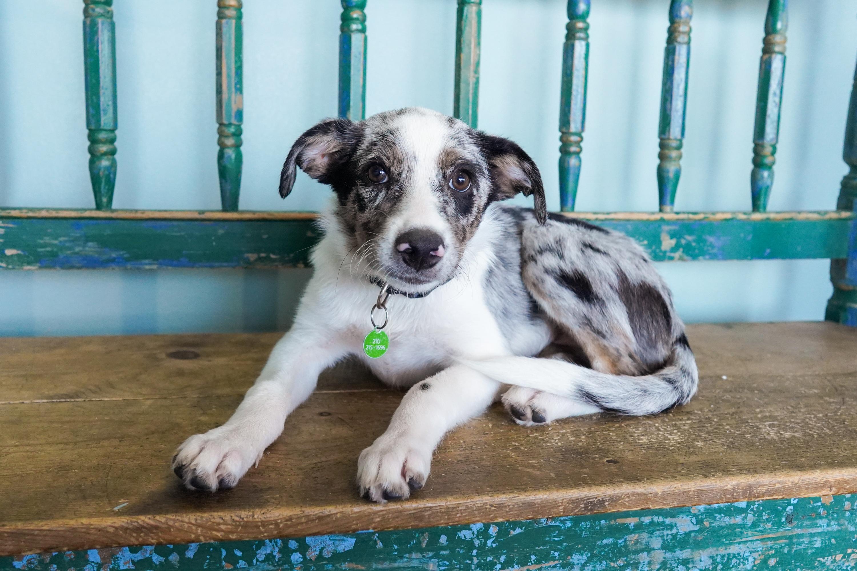 Enlarge Ivy, a Adoptable mixed breed in San Antonio, TX image 3/3