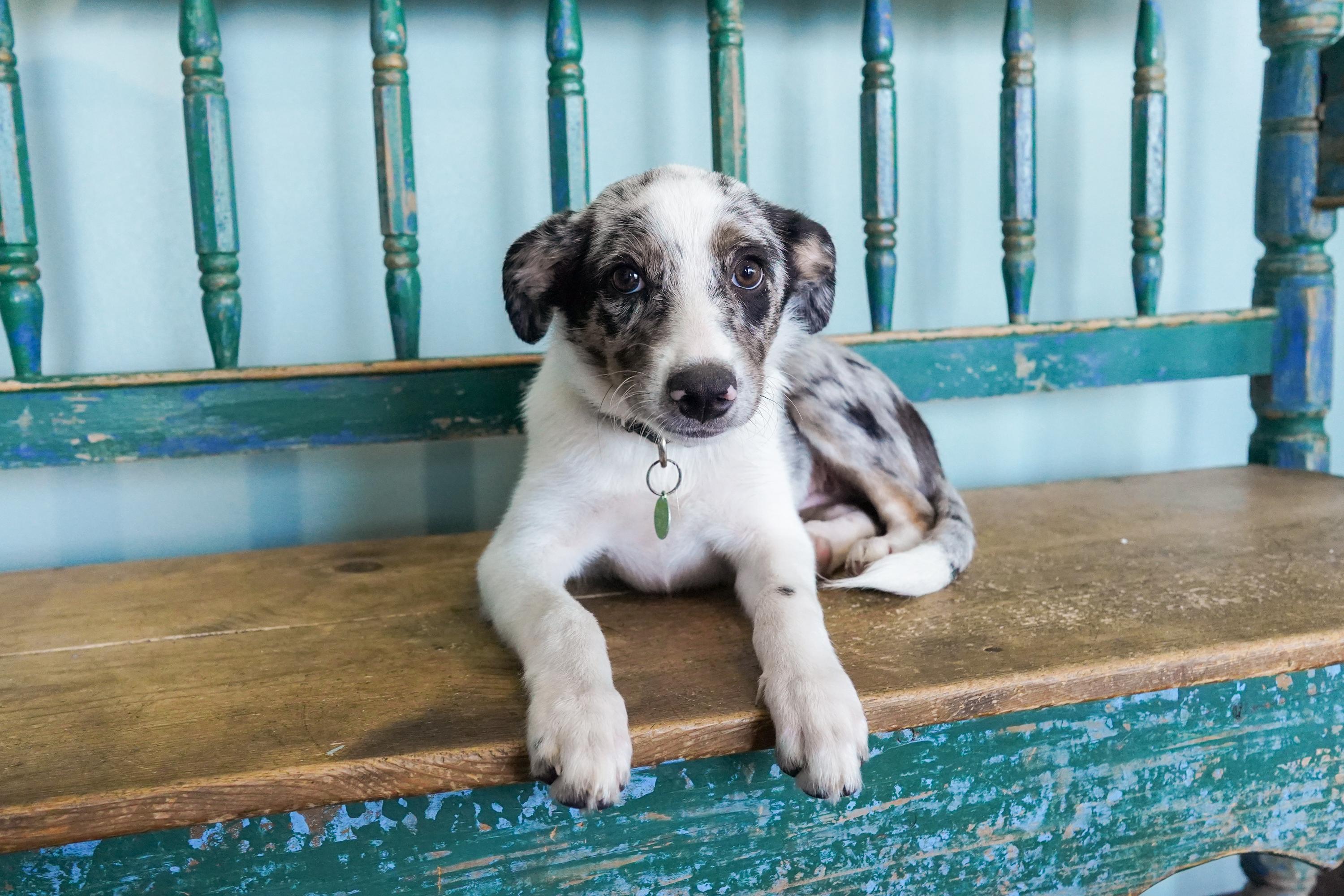 Enlarge Ivy, a Adoptable mixed breed in San Antonio, TX image 2/3