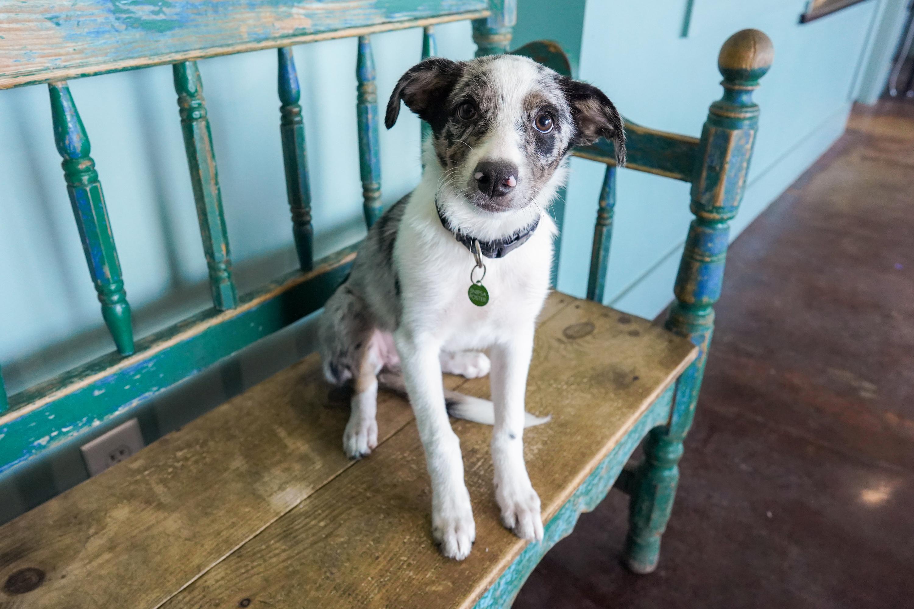 Ivy, Adoptable, Puppy Female Border Collie & Australian Shepherd.