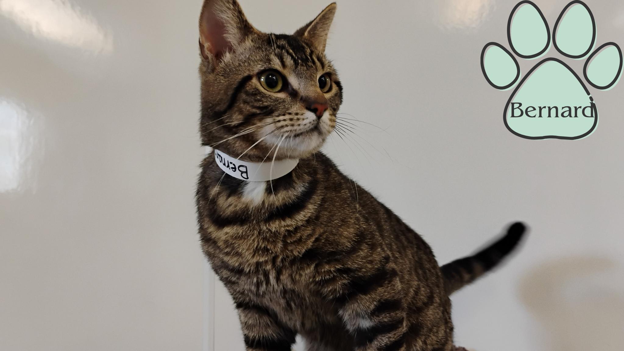Enlarge Bernard, a Adoptable Tabby in Muncie, IN image 1/1