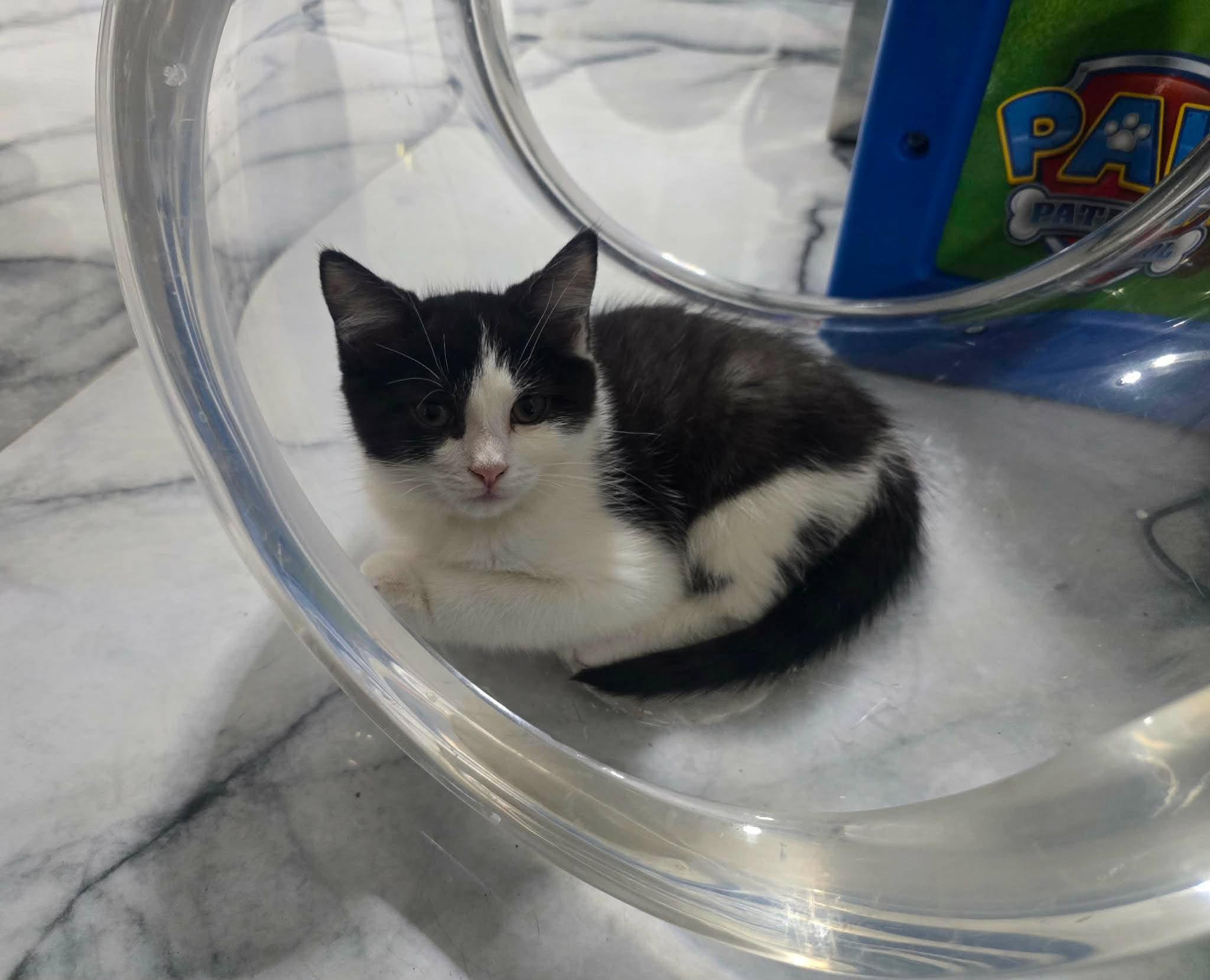 Io, a ADOPTABLE Domestic Short Hair in Las Vegas, NV image 2/3