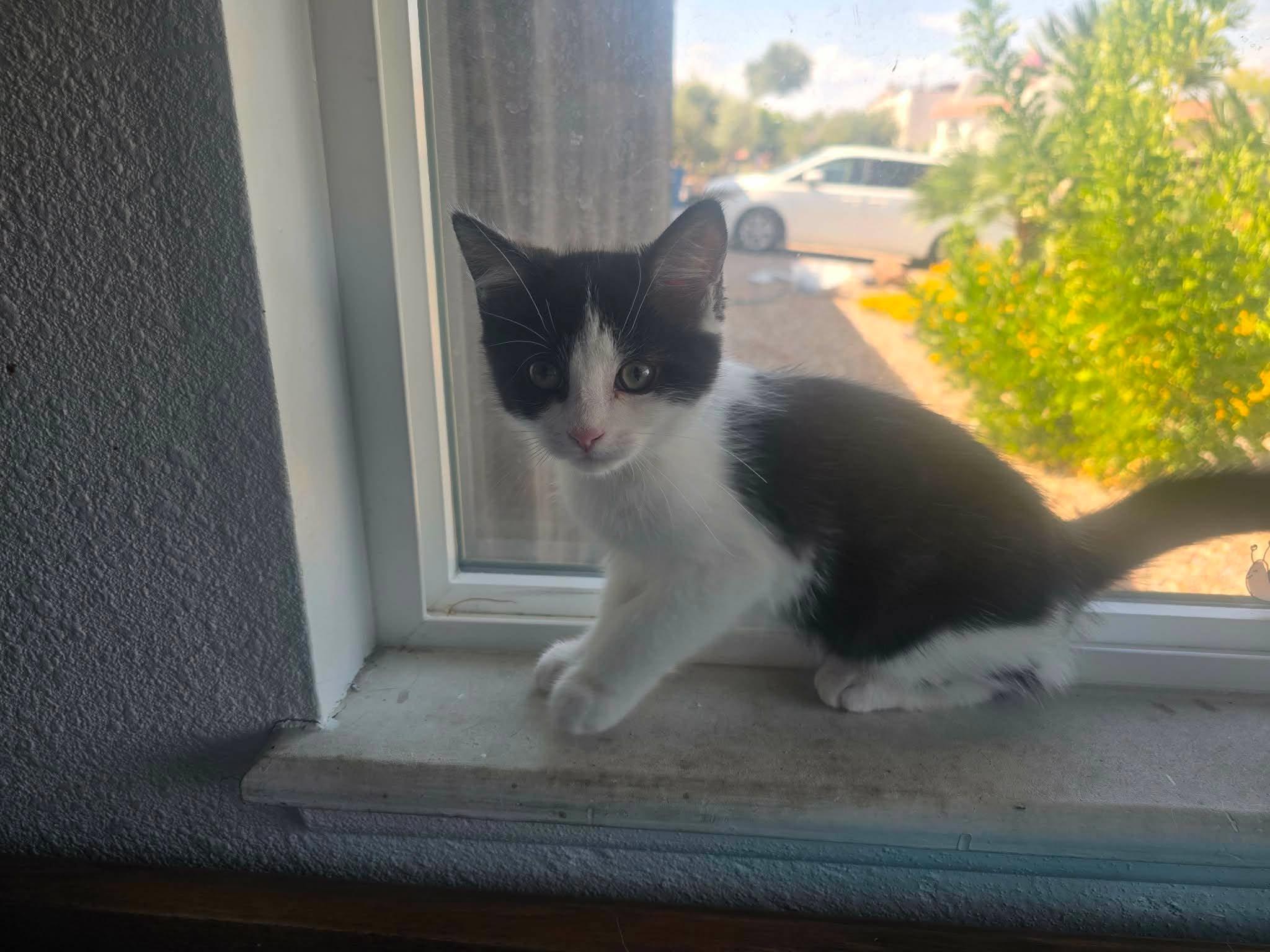 Io, ADOPTABLE, Young Male Domestic Short Hair.
