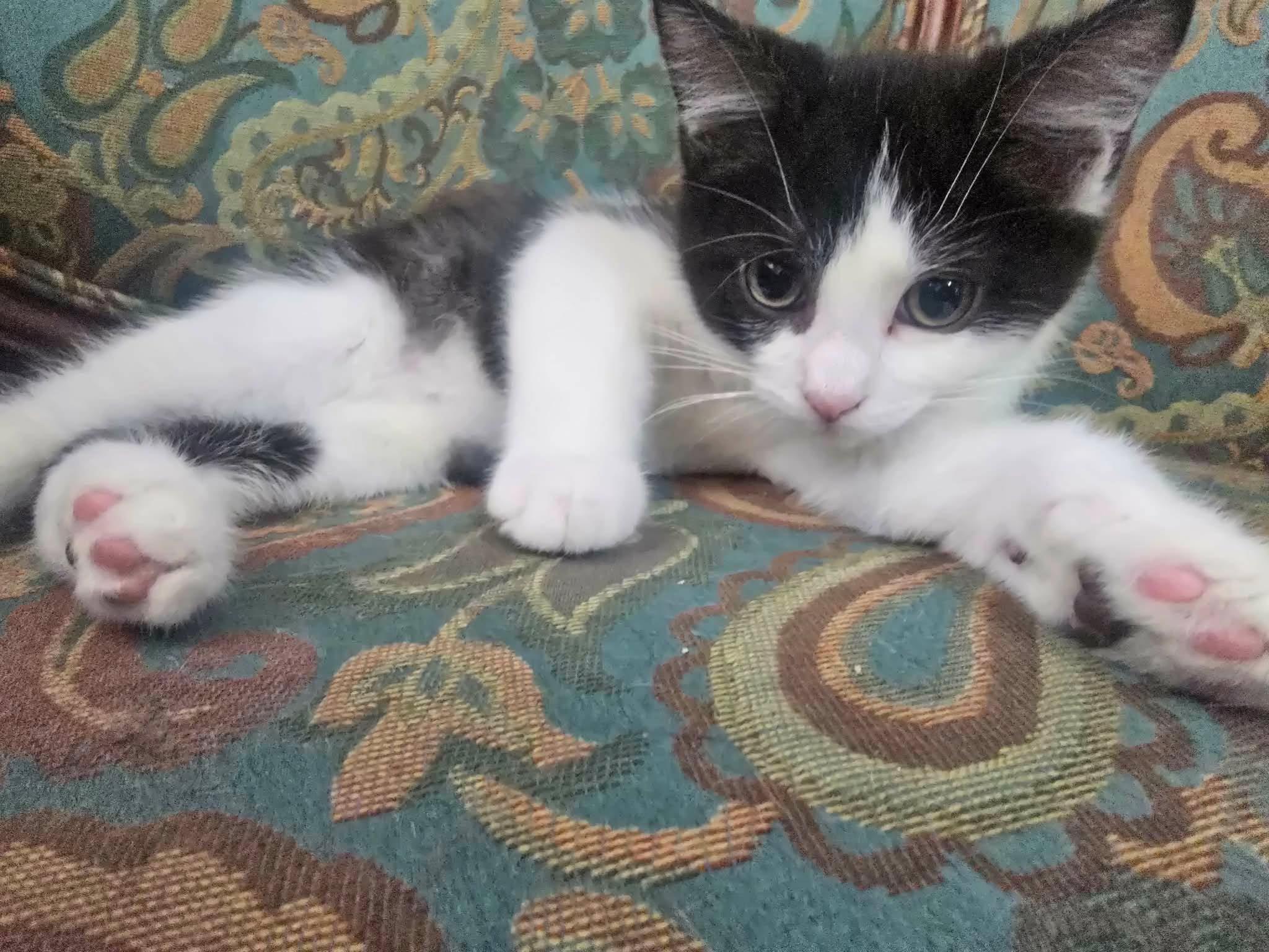 Io, a ADOPTABLE Domestic Short Hair in Las Vegas, NV image 3/3