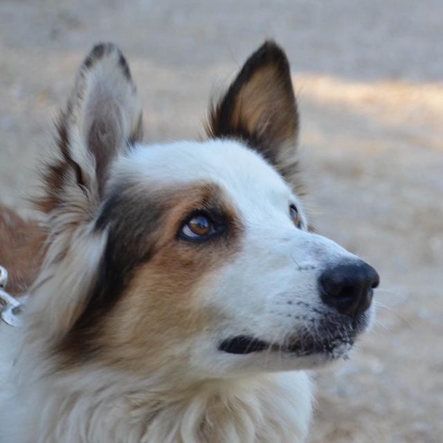 Sally, Adoptable, Adult Female Shetland Sheepdog / Sheltie.