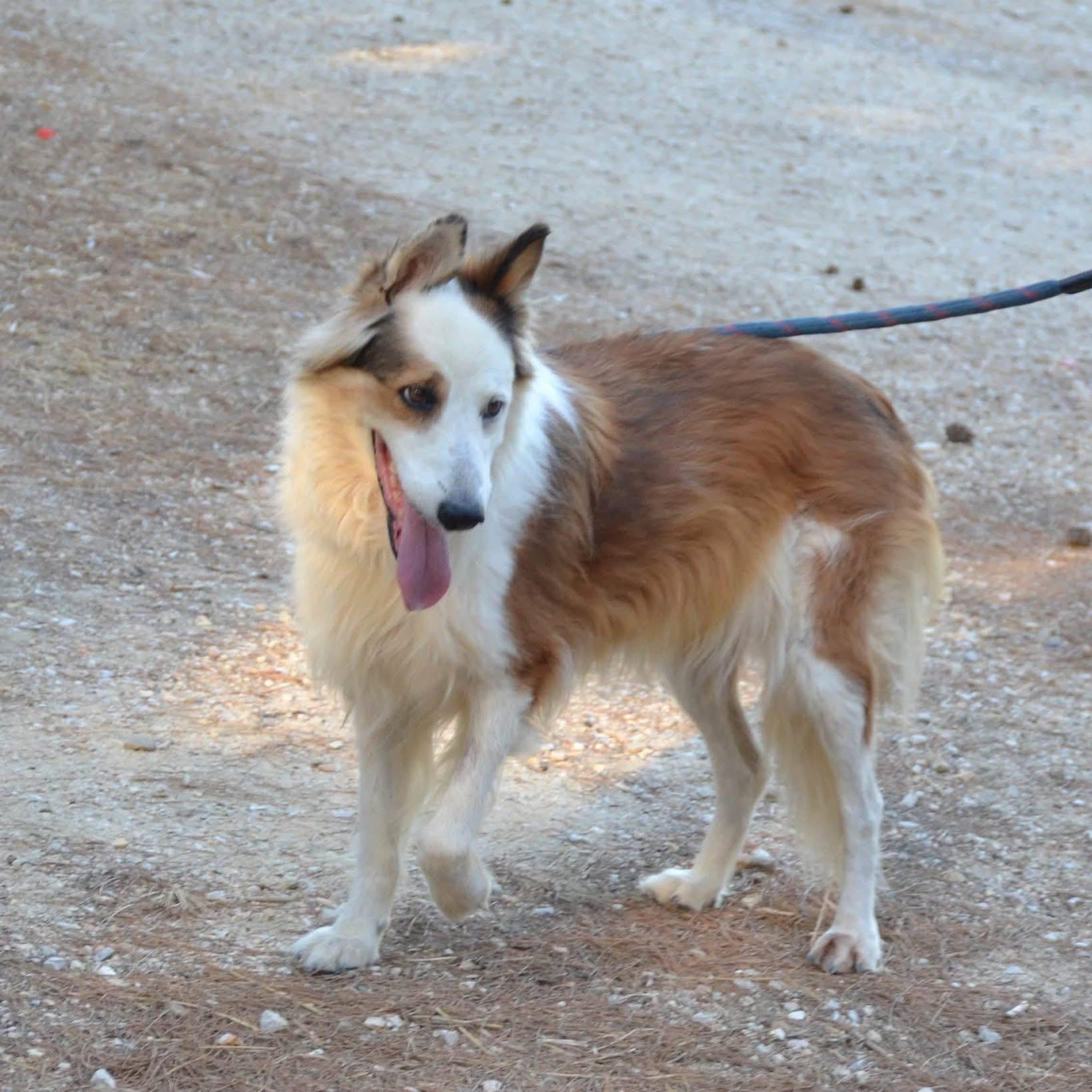 Enlarge Sally, a Adoptable mixed breed in Scarborough, ON image 4/6