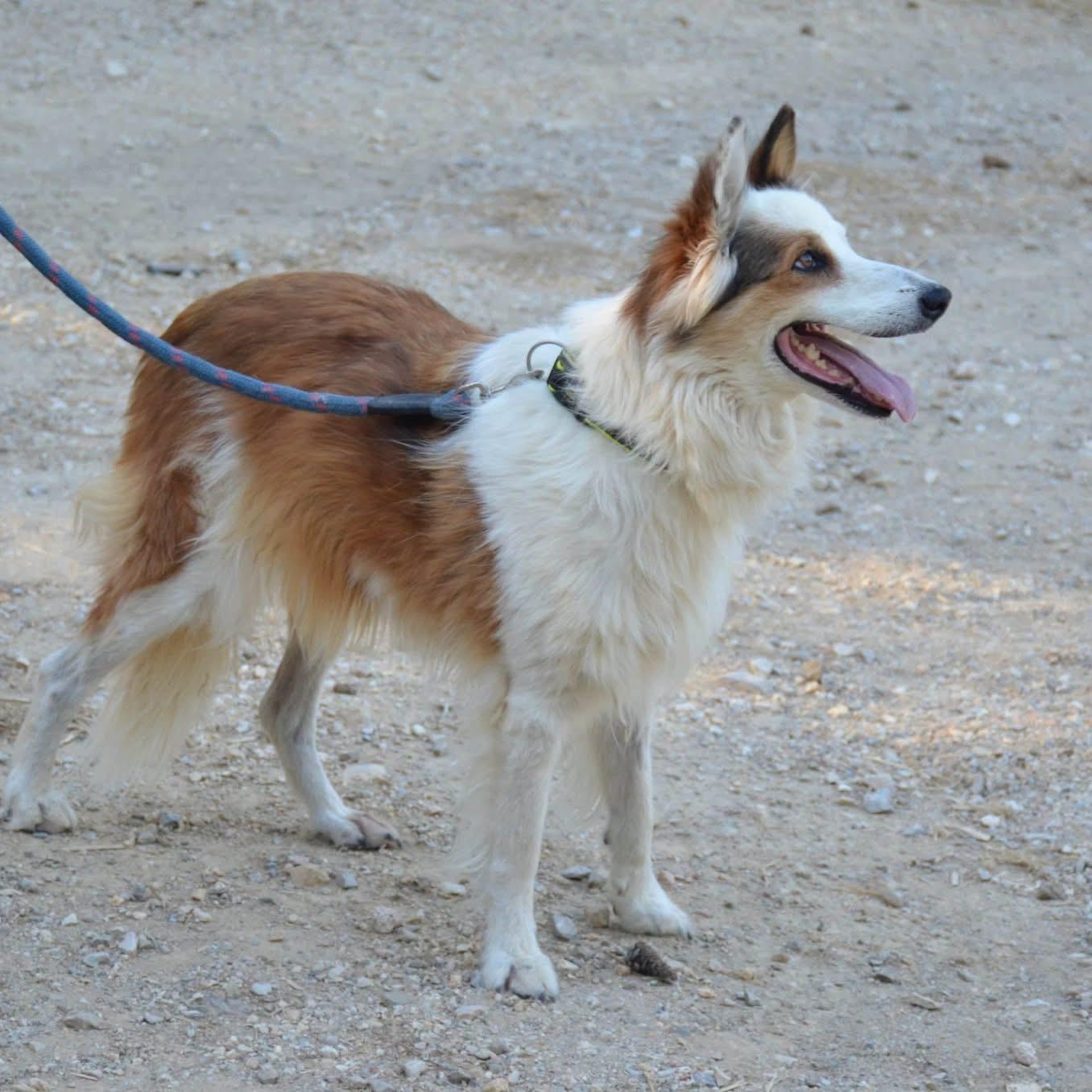 Enlarge Sally, a Adoptable mixed breed in Scarborough, ON image 3/6