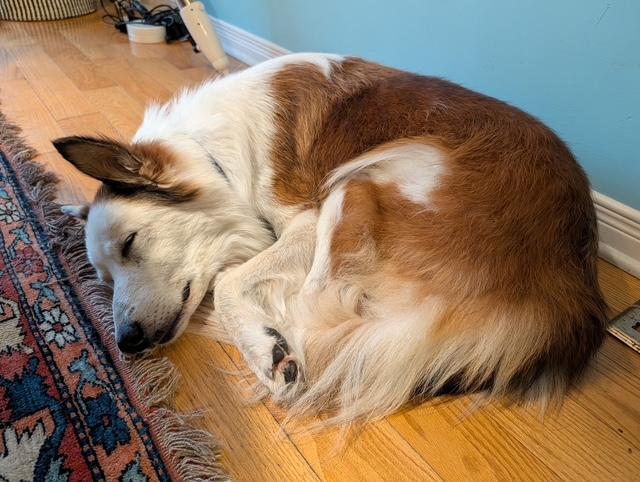Enlarge Sally, a Adoptable mixed breed in Scarborough, ON image 6/6