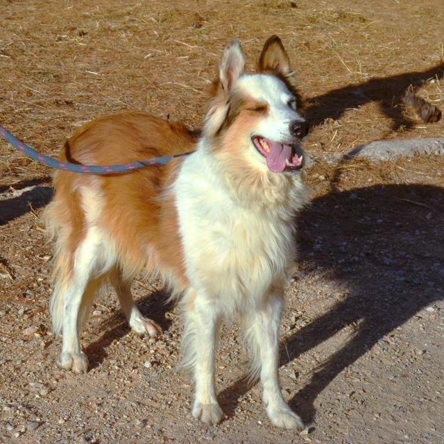 Enlarge Sally, a Adoptable mixed breed in Scarborough, ON image 5/6