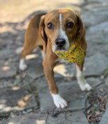 Pumpernickel, Adoptable, Adult Male Beagle.