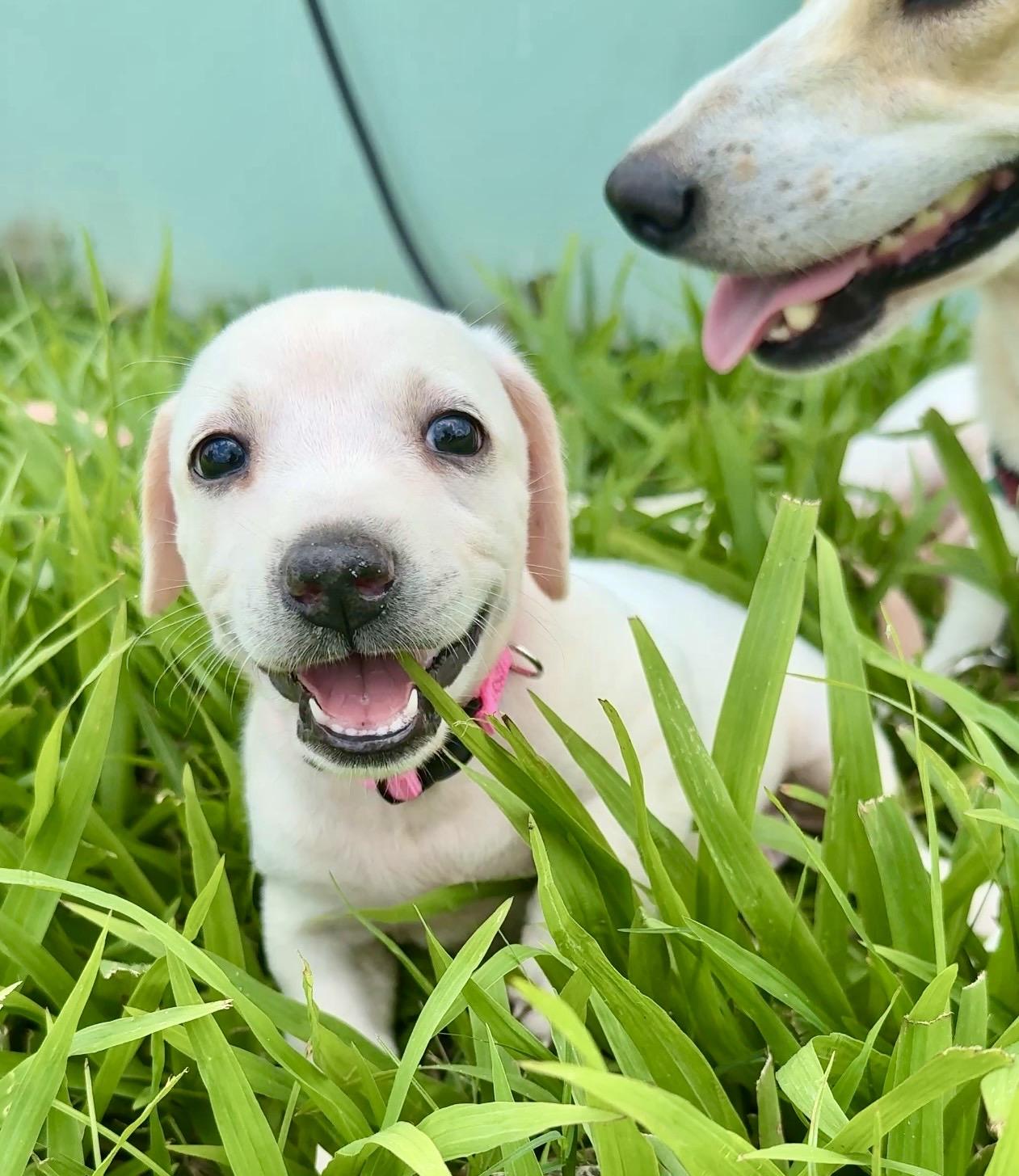  Autumn - small, sweet, Sweet Low-Rider Girl *LOW FEE*, Adoptable, Puppy Female Labrador Retriever & Dachshund.