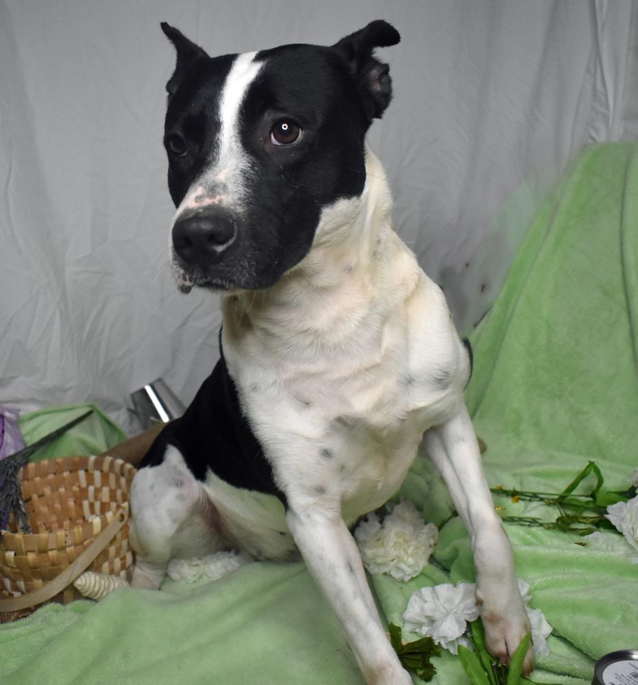 Enlarge Galaxy, a Adoptable mixed breed in Monroe, LA image 1/4