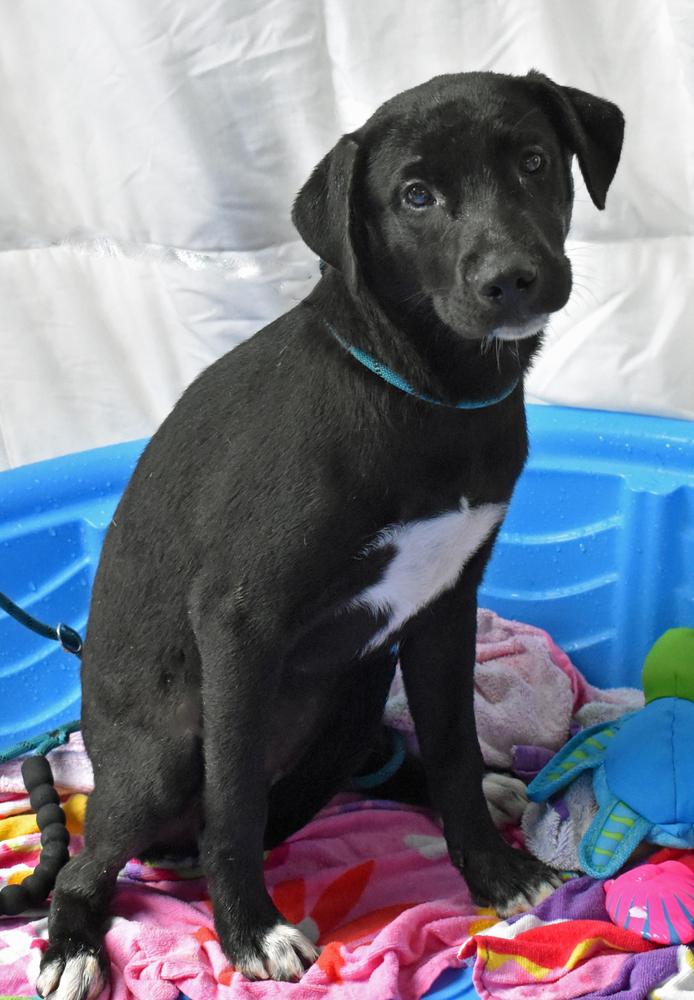 Enlarge Galaxy, a Adoptable mixed breed in Monroe, LA image 2/4