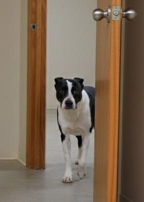 Enlarge Galaxy, a Adoptable mixed breed in Monroe, LA image 3/4