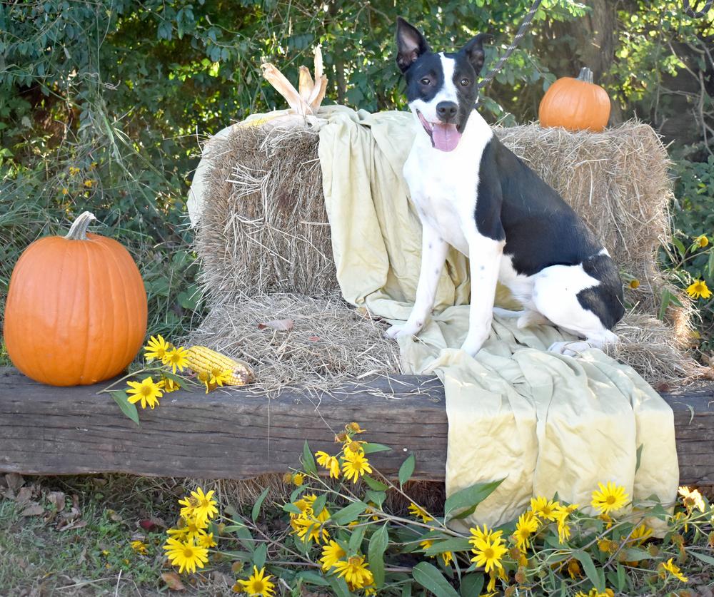 Enlarge Galaxy, a Adoptable mixed breed in Monroe, LA image 4/4