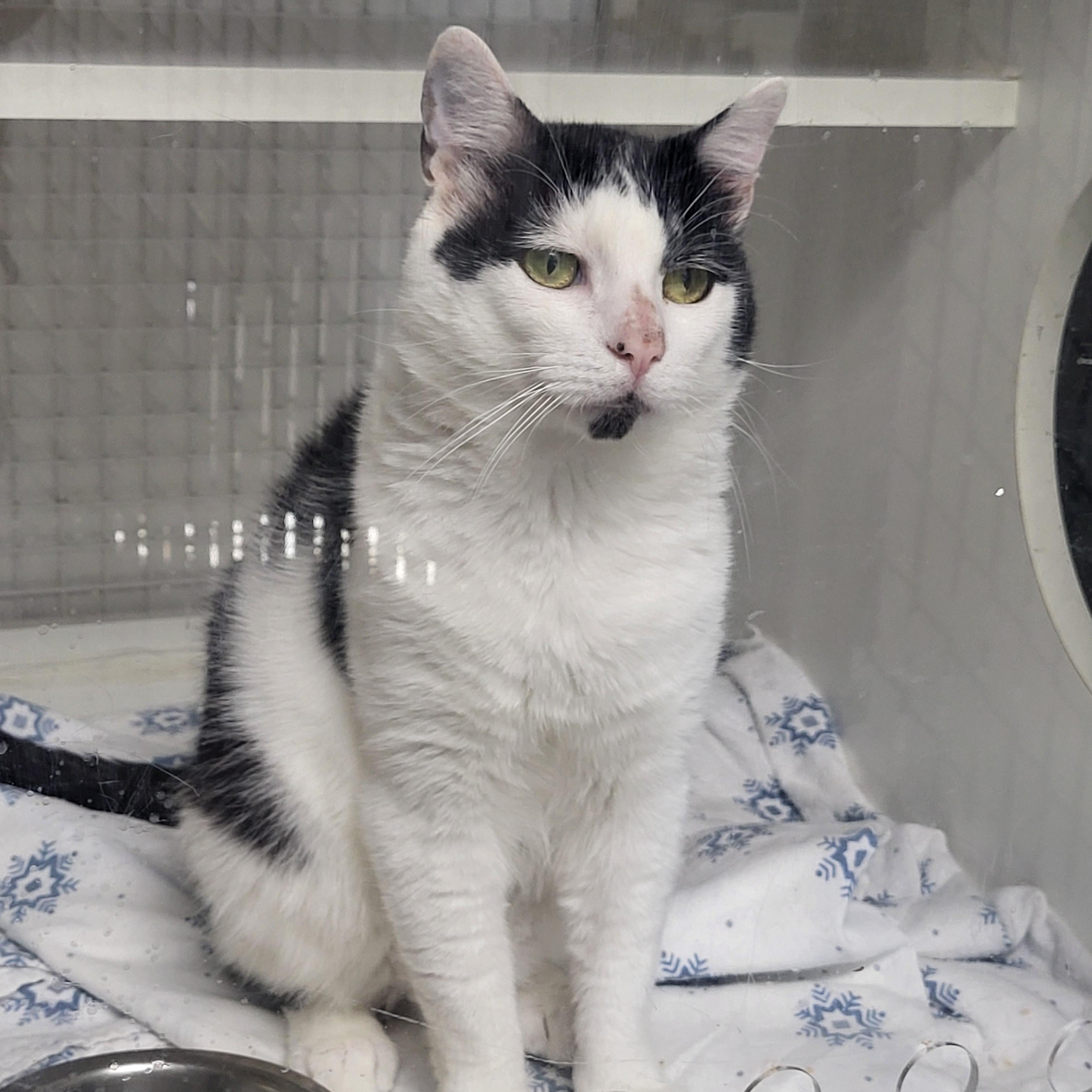 Enlarge Moe, a ADOPTABLE Domestic Short Hair in College Park, MD image 2/3