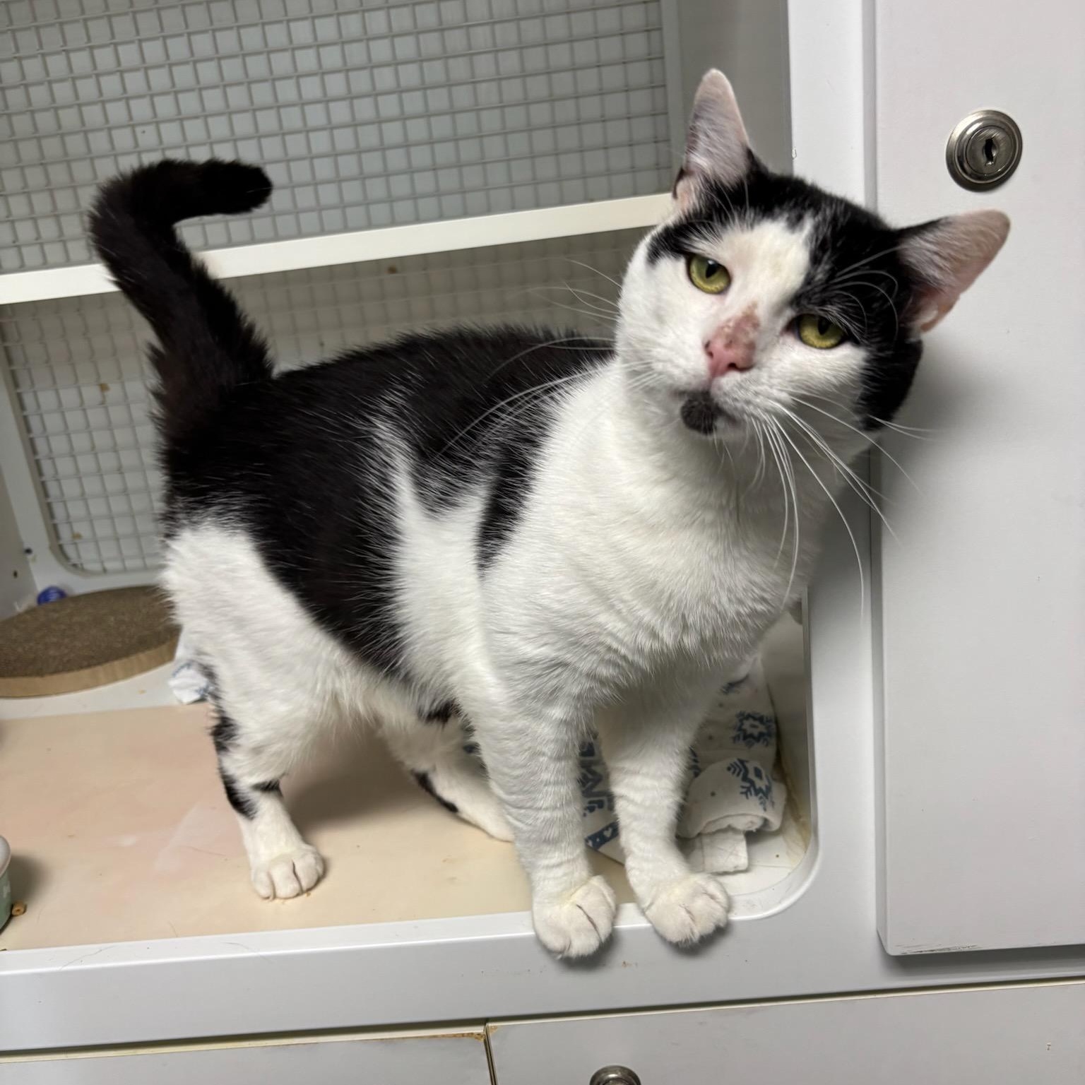 Moe, ADOPTABLE, Adult Male Domestic Short Hair.