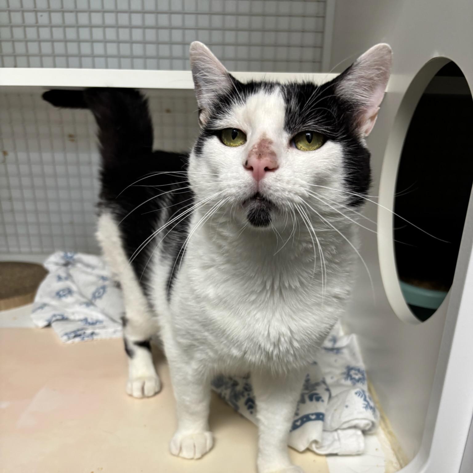Enlarge Moe, a ADOPTABLE Domestic Short Hair in College Park, MD image 3/3