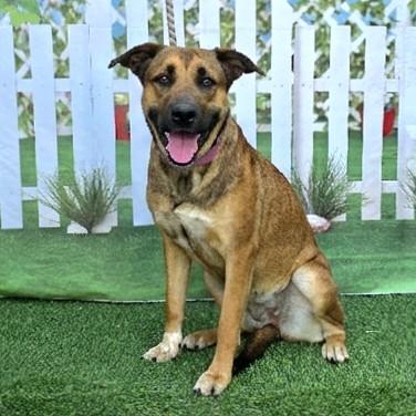 Enlarge DAZZLE, a Adoptable mixed breed in Long Beach, CA image 1/1