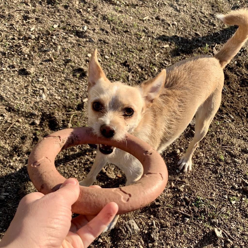 Enlarge Lacey, a Adoptable Terrier in Pacific Grove, CA image 1/6