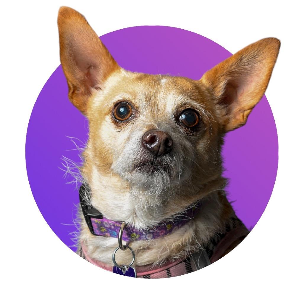 Enlarge Lacey, a Adoptable Terrier in Pacific Grove, CA image 2/6