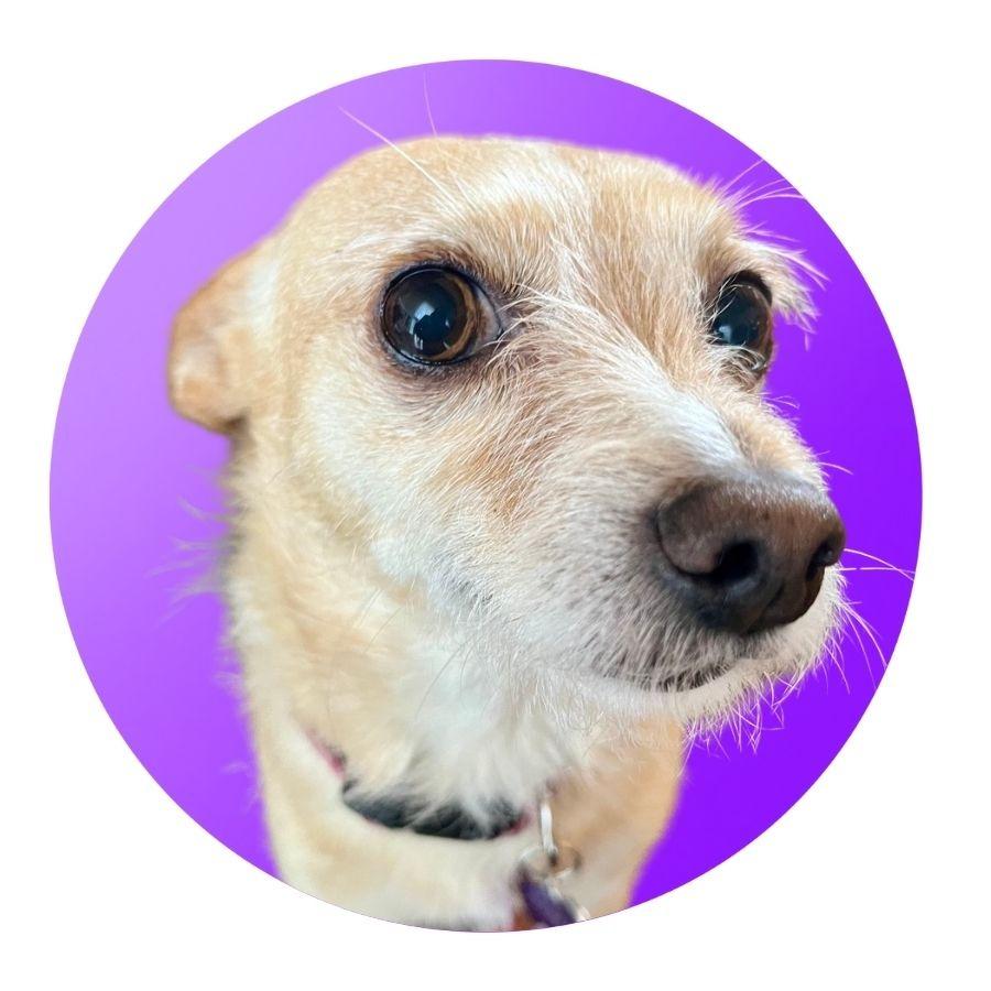 Lacey — thumbnail 2