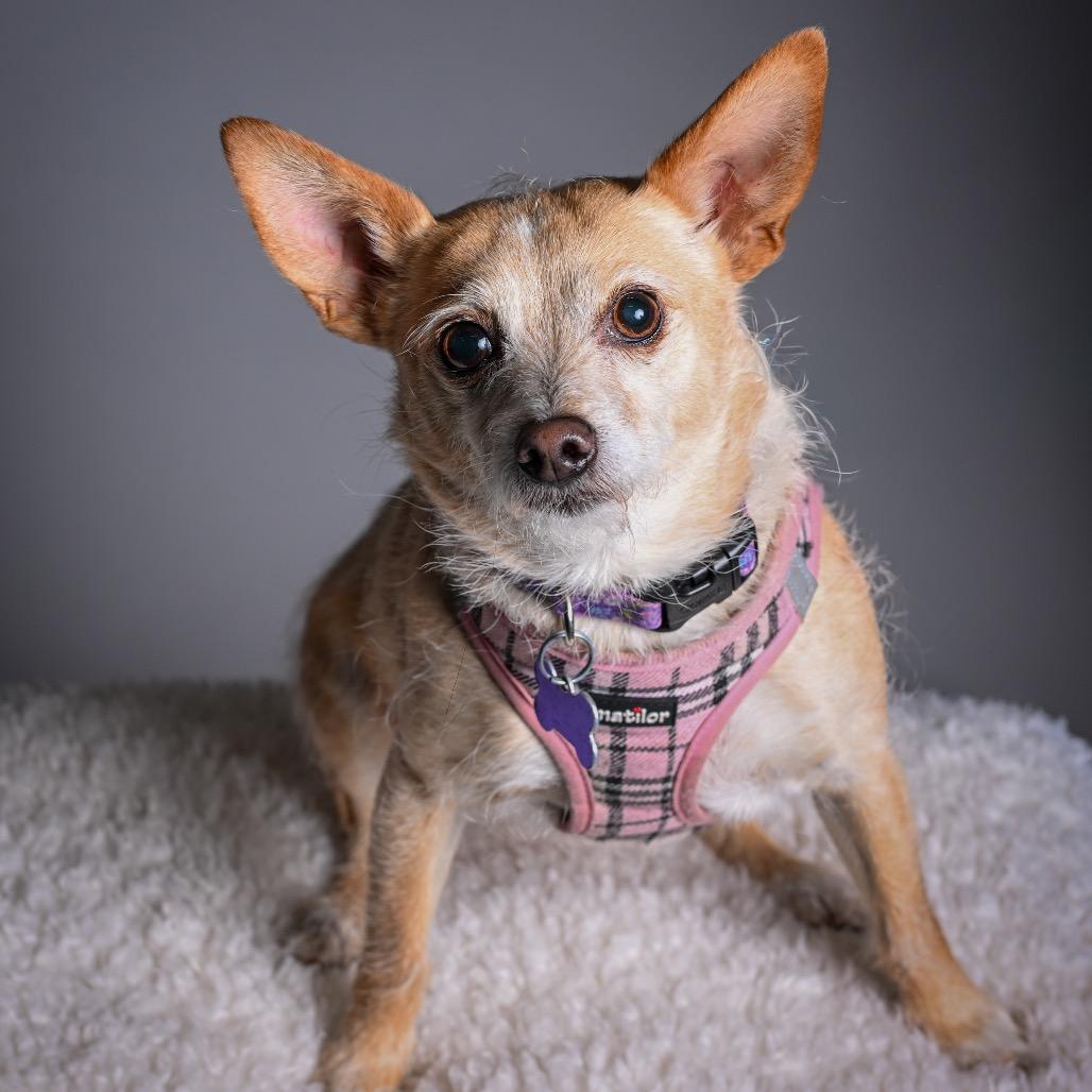 Enlarge Lacey, a Adoptable Terrier in Pacific Grove, CA image 3/6