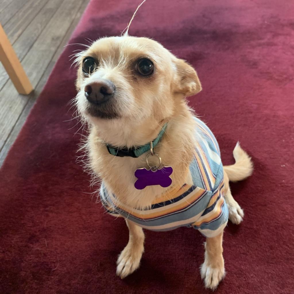 Enlarge Lacey, a Adoptable Terrier in Pacific Grove, CA image 3/6