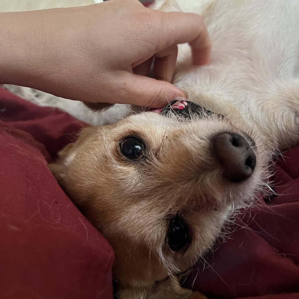 Enlarge Lacey, a Adoptable Terrier in Pacific Grove, CA image 4/6