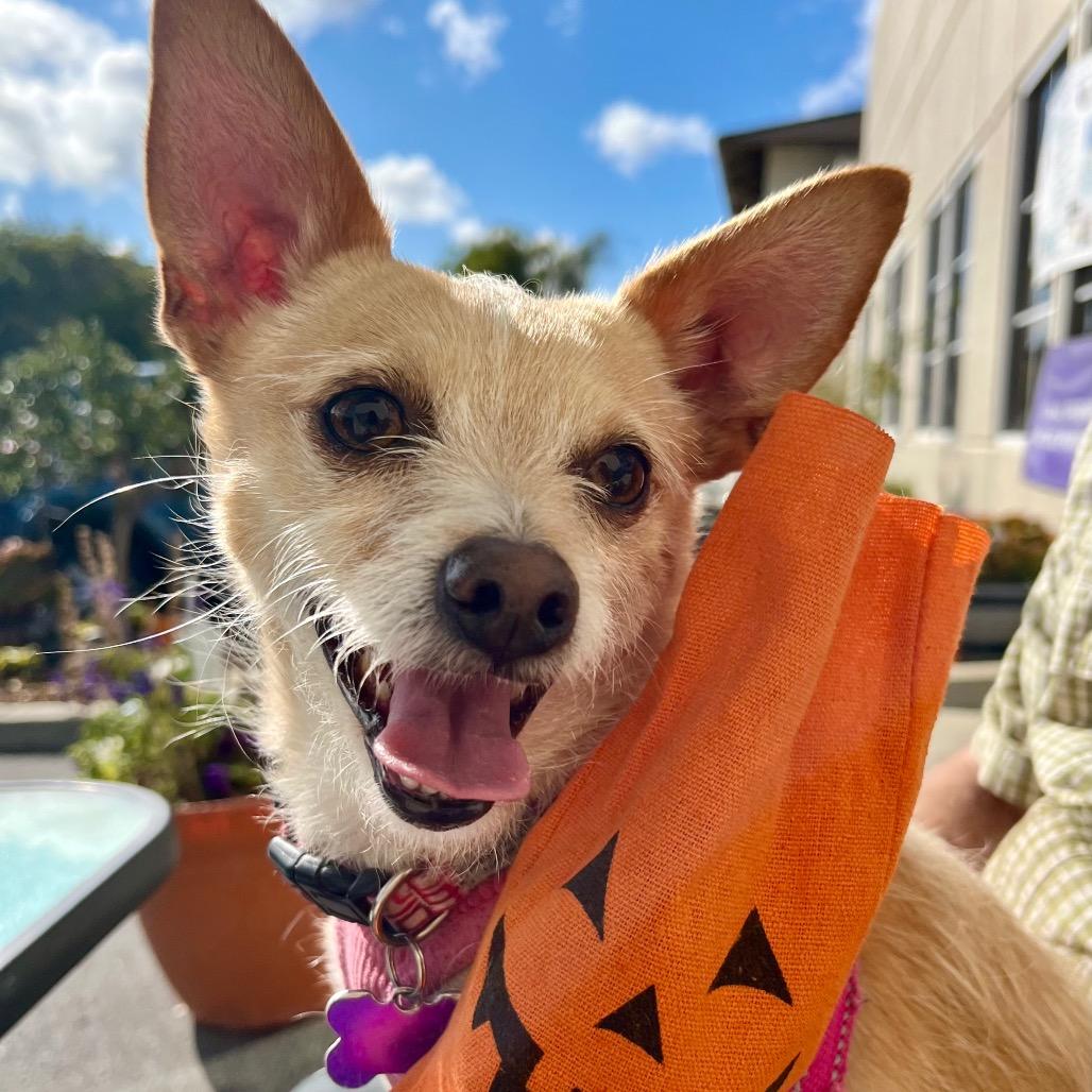 Enlarge Lacey, a Adoptable Terrier in Pacific Grove, CA image 5/6