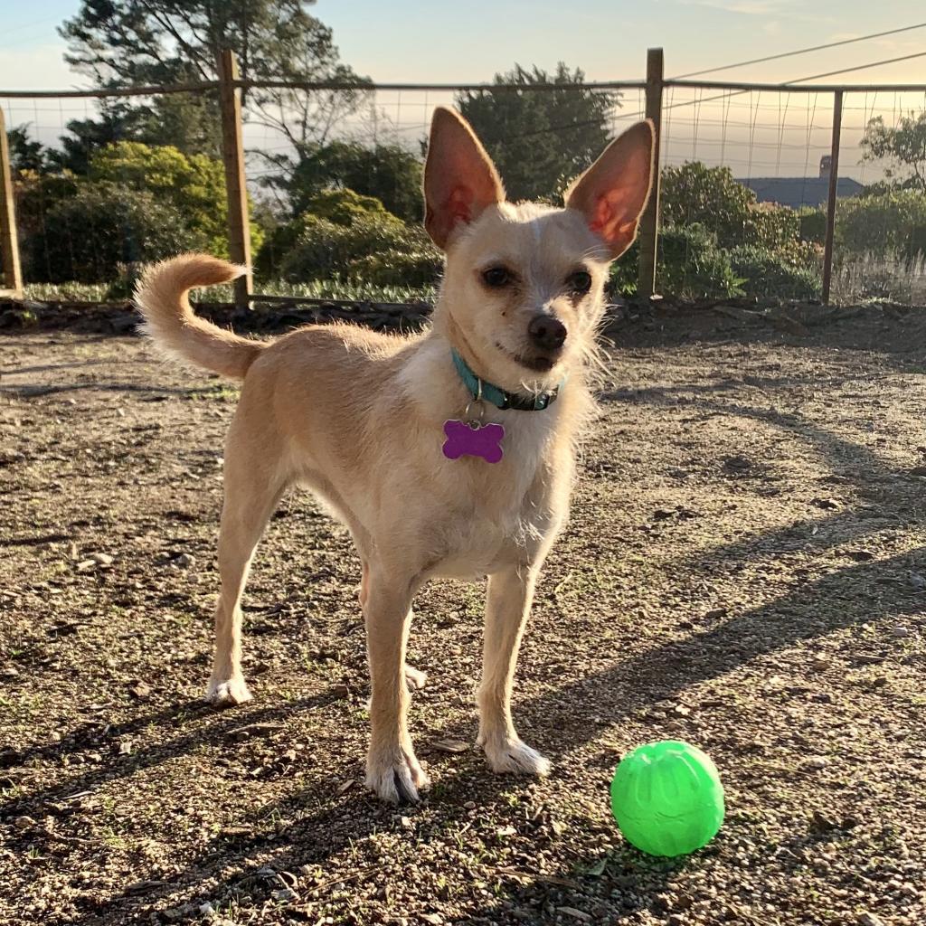 Enlarge Lacey, a Adoptable Terrier in Pacific Grove, CA image 6/6