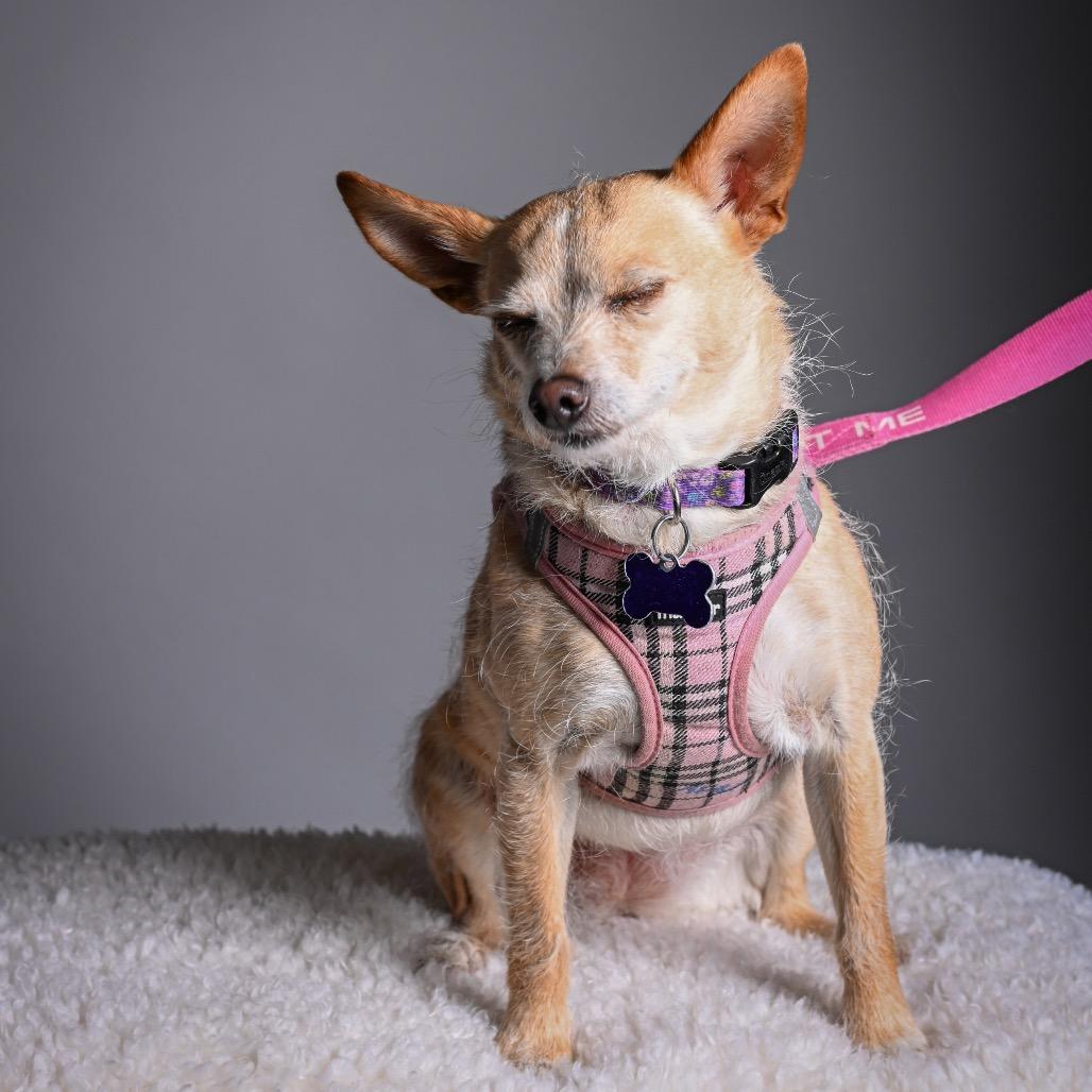 Enlarge Lacey, a Adoptable Terrier in Pacific Grove, CA image 6/6