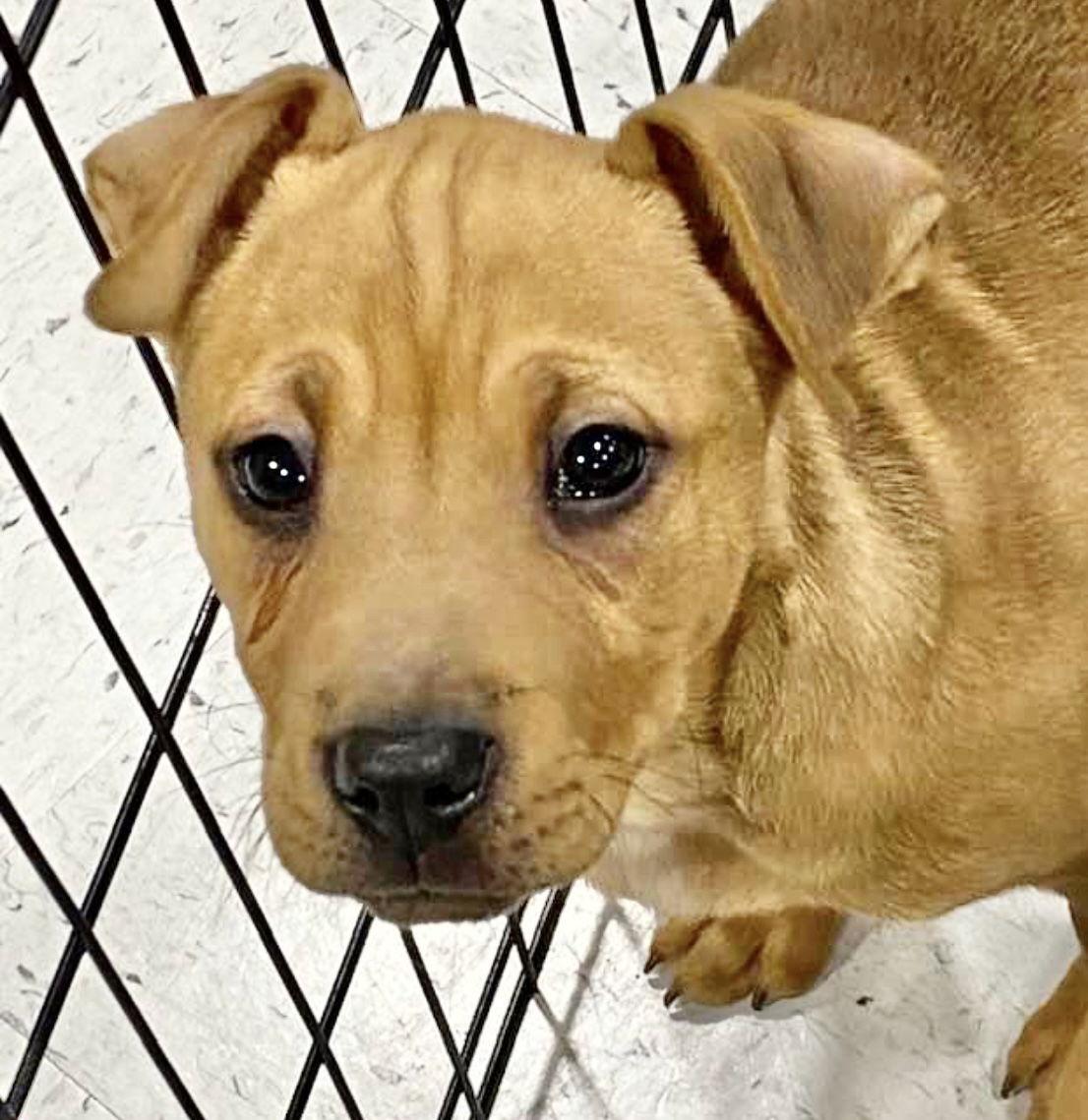 Marx, a Adoptable American Bulldog in Grand Bay, AL image 2/3