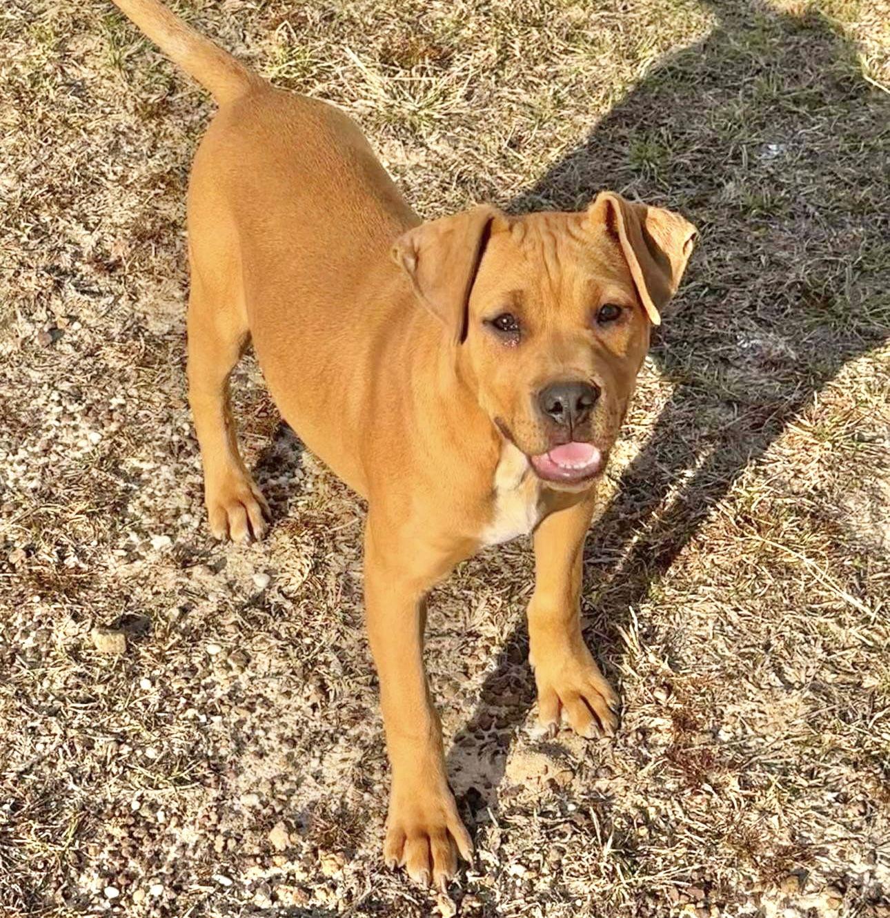 Marx, a Adoptable American Bulldog in Grand Bay, AL image 3/3