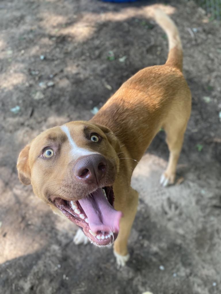 Enlarge Wybie, a Adoptable Mixed Breed in Utica, MI image 1/1