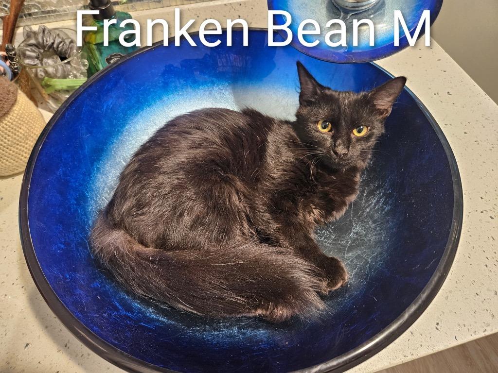 Enlarge Franken Bean, a Adoptable mixed breed in Darien, GA image 1/1