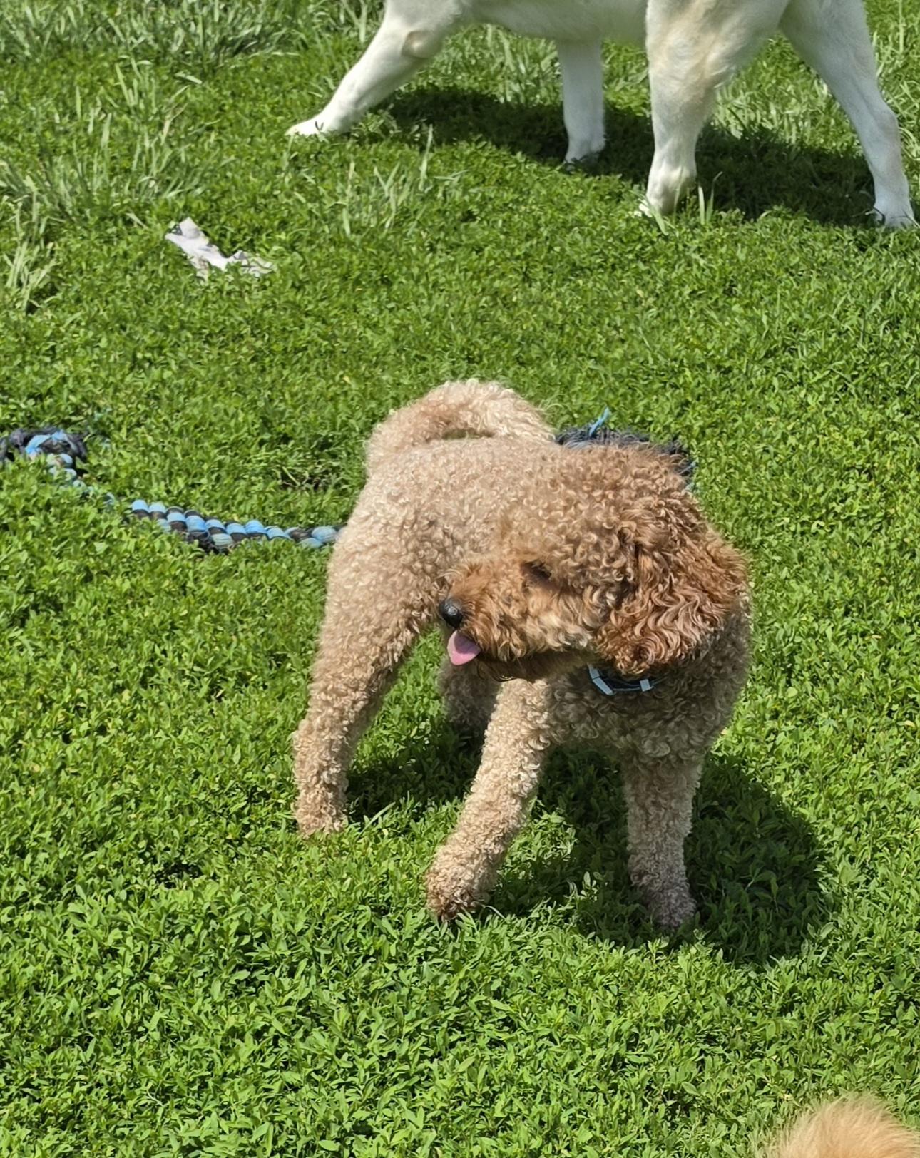 Enlarge Coda, an adopted Miniature Poodle in Terre Haute, IN image 2/4