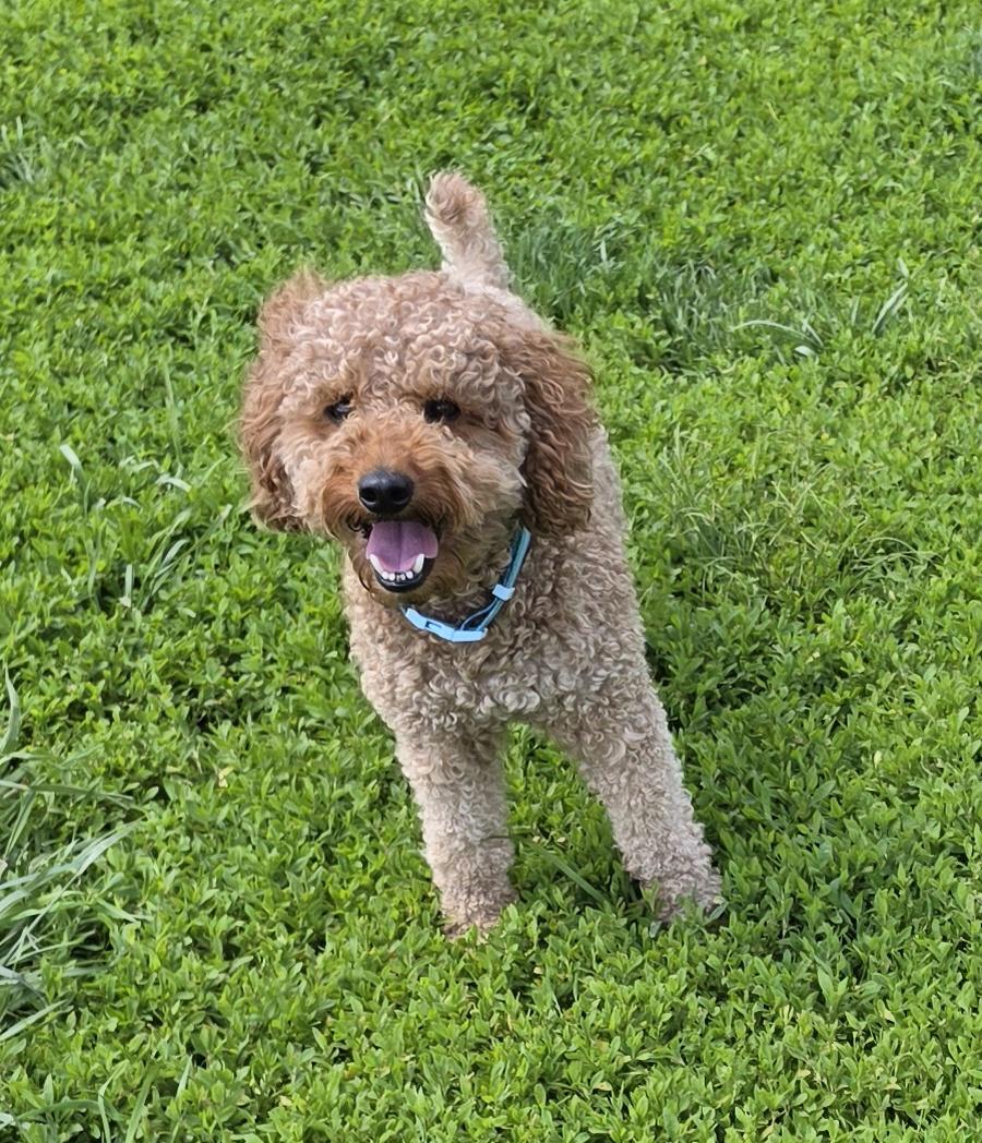 Enlarge Coda, an adopted Miniature Poodle in Terre Haute, IN image 1/4