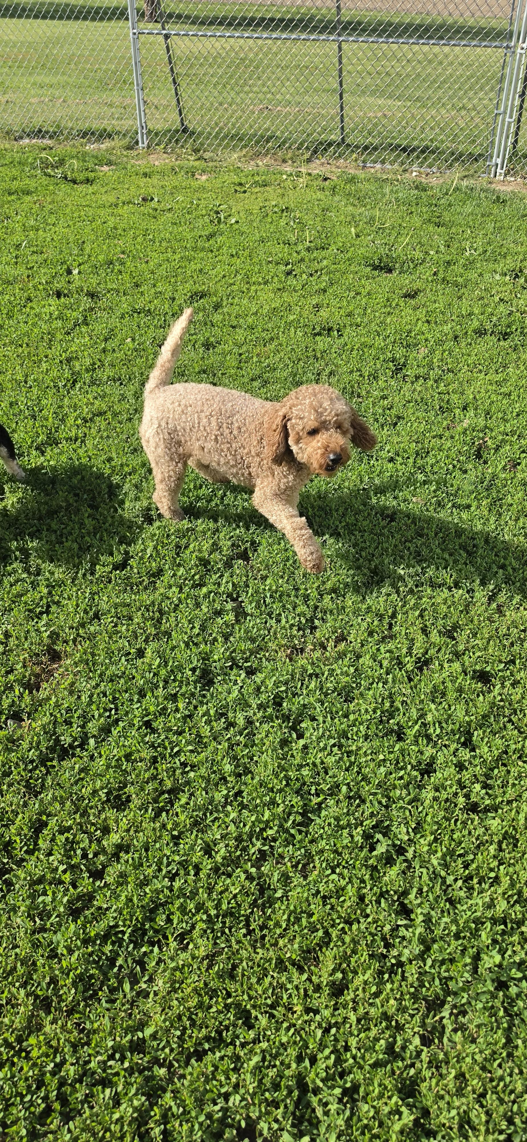 Enlarge Coda, an adopted Miniature Poodle in Terre Haute, IN image 4/4