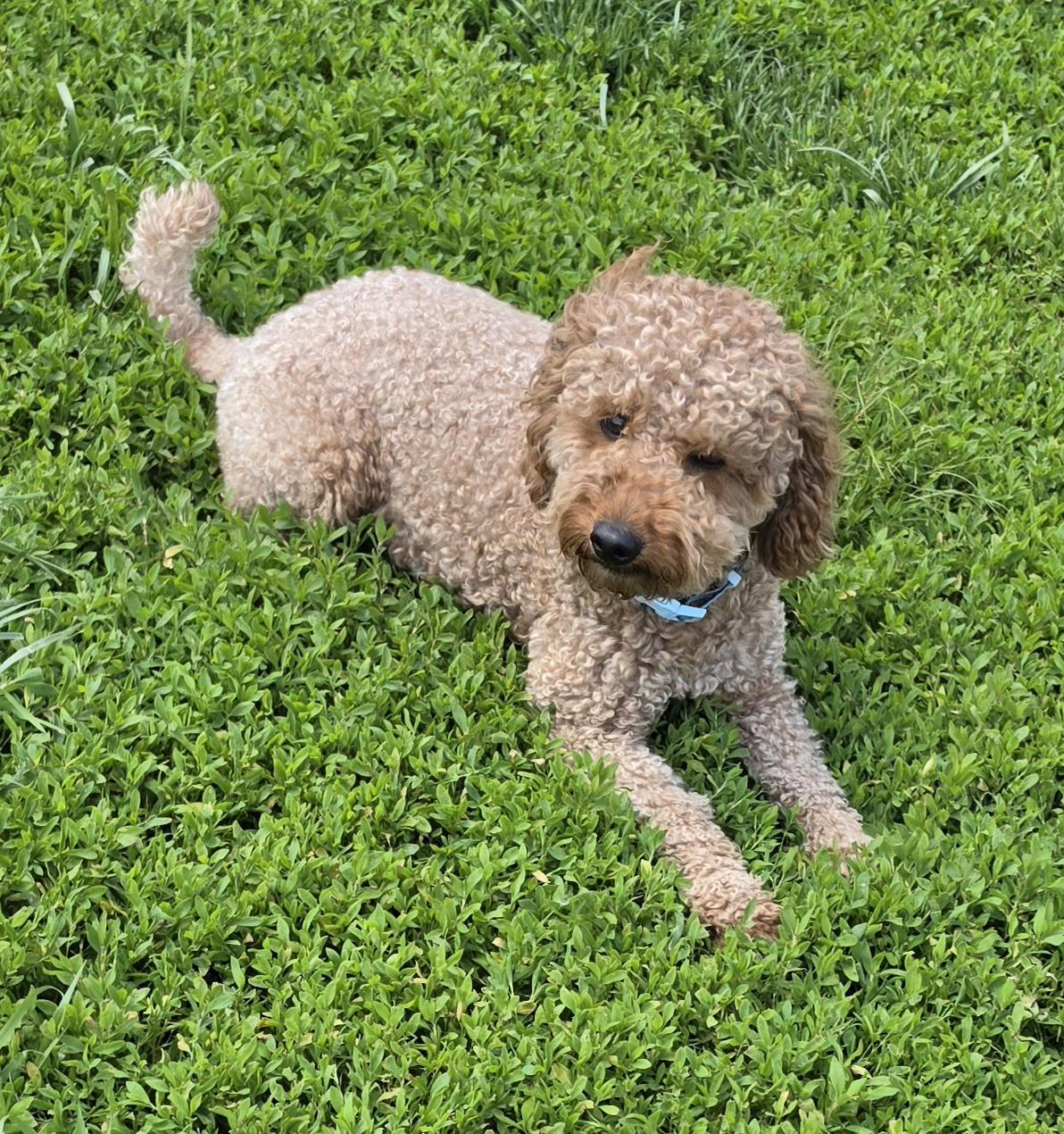 Enlarge Coda, an adopted Miniature Poodle in Terre Haute, IN image 3/4