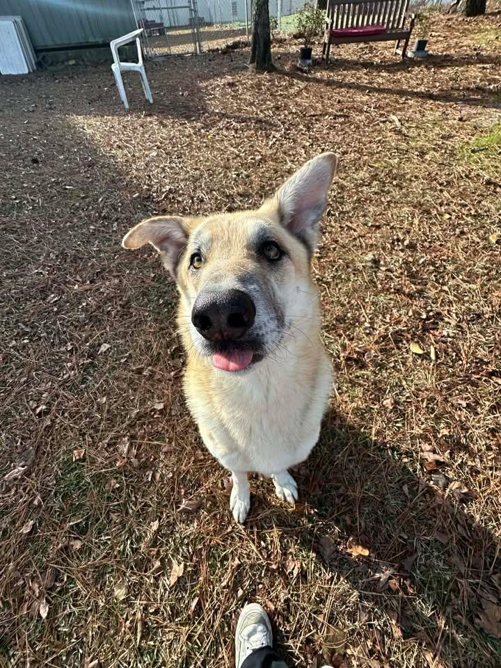 Enlarge Jackson, a ADOPTABLE German Shepherd Dog in Wilmington, NC image 1/3