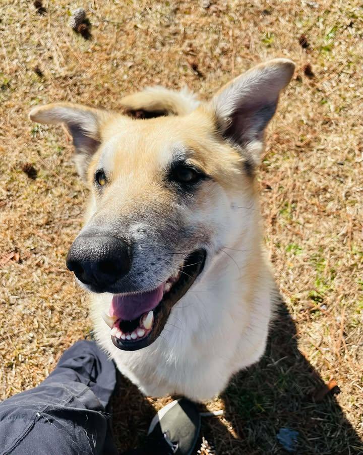 Enlarge Jackson, a ADOPTABLE German Shepherd Dog in Wilmington, NC image 4/4