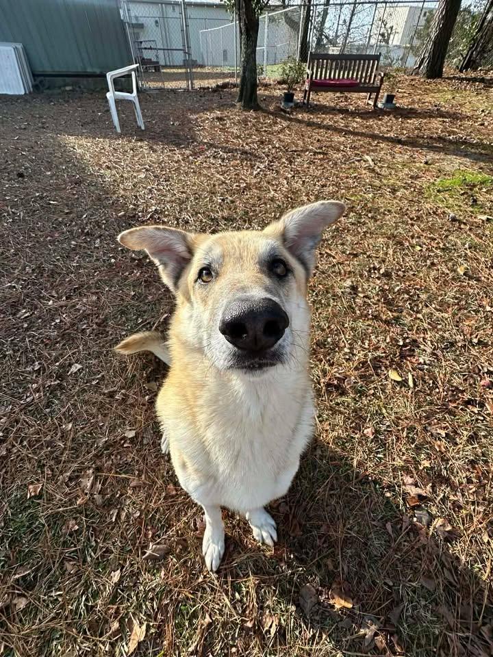 Enlarge Jackson, a ADOPTABLE German Shepherd Dog in Wilmington, NC image 2/3