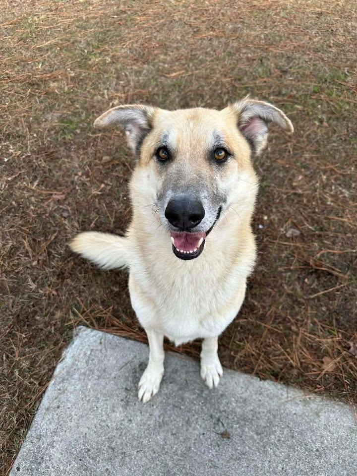 Enlarge Jackson, a ADOPTABLE German Shepherd Dog in Wilmington, NC image 3/3